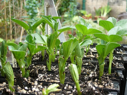 How to grow broad beans and other winter crops